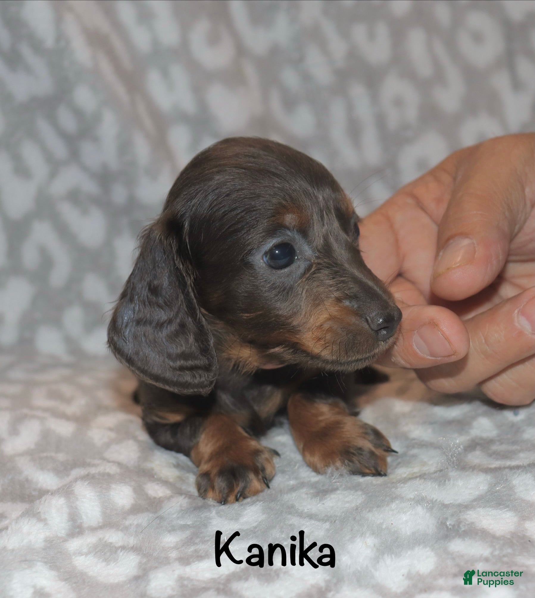Miniature Dachshund dogs Kanika - Ad 41