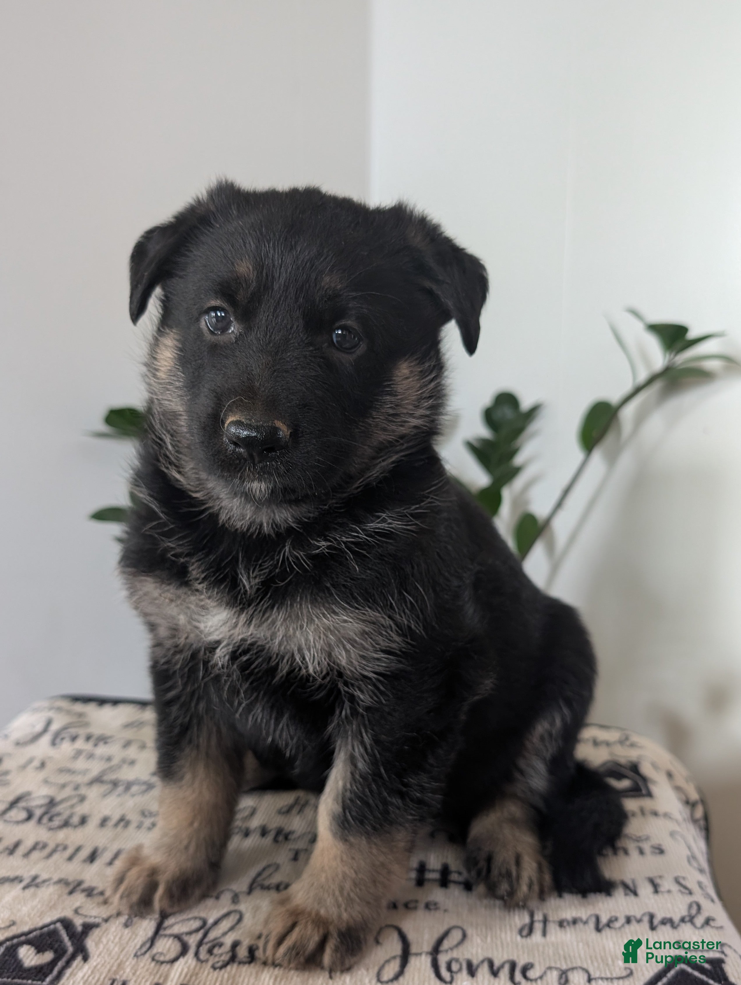 German Shepherd dogs Sara  - Ad 1
