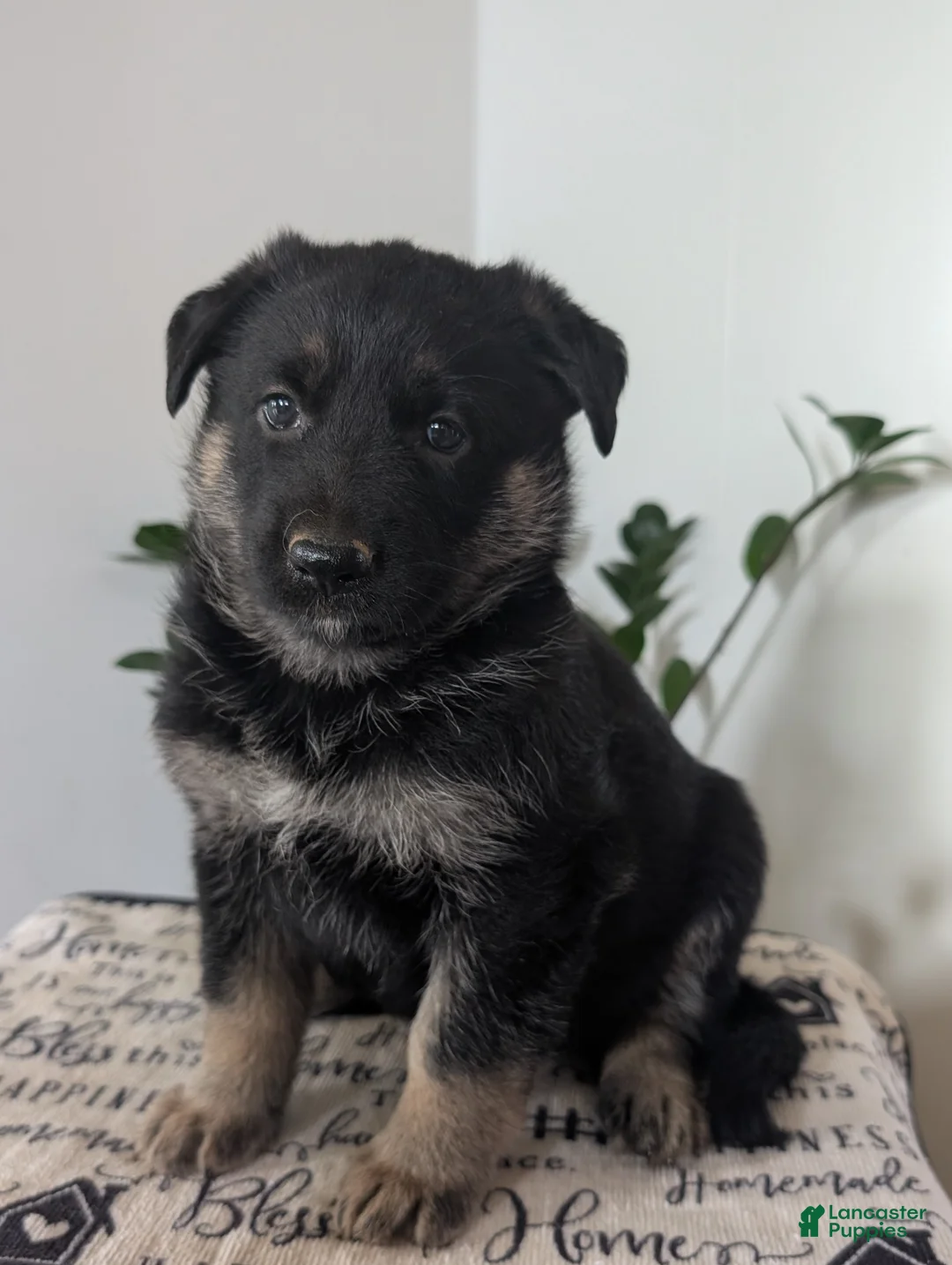 German Shepherd dogs for sale: Sara  - Ad 1