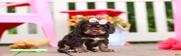 Cocker Spaniel dogs for sale: Callie - Ad 5