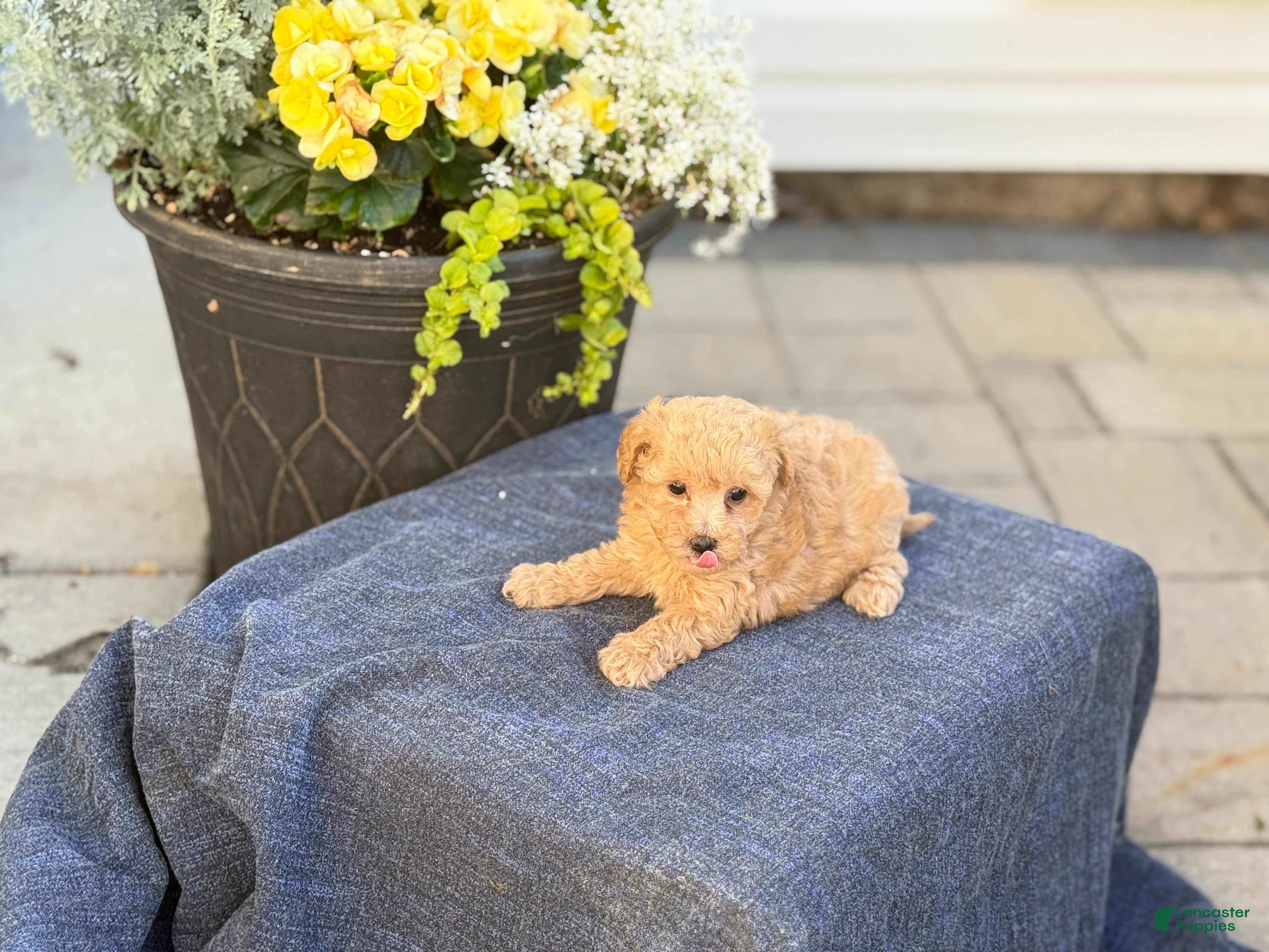 Bichpoo dogs for sale: Flora - Ad 8