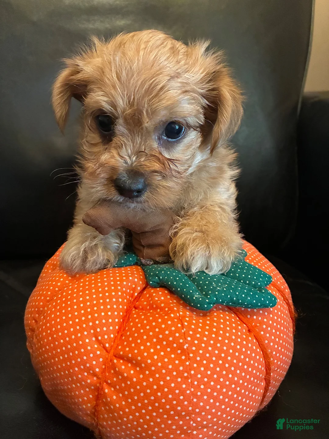 Yorkiepoo dogs for sale: Yorkiepoo 1 - Ad 2