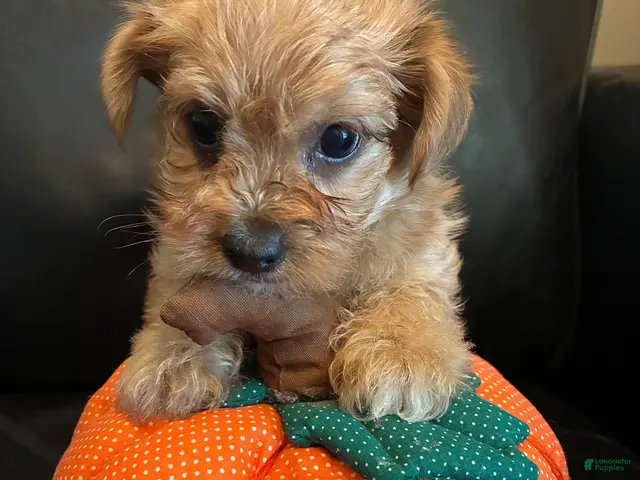 Yorkiepoo dogs for sale: Yorkiepoo 1 - Ad 2