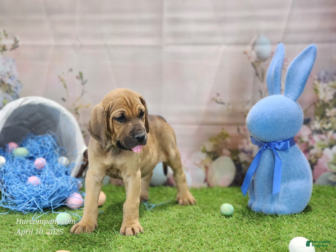 Mixed Breed dogs for sale: 2025 Bloodahoula Male 3 "Finn" - Ad 10