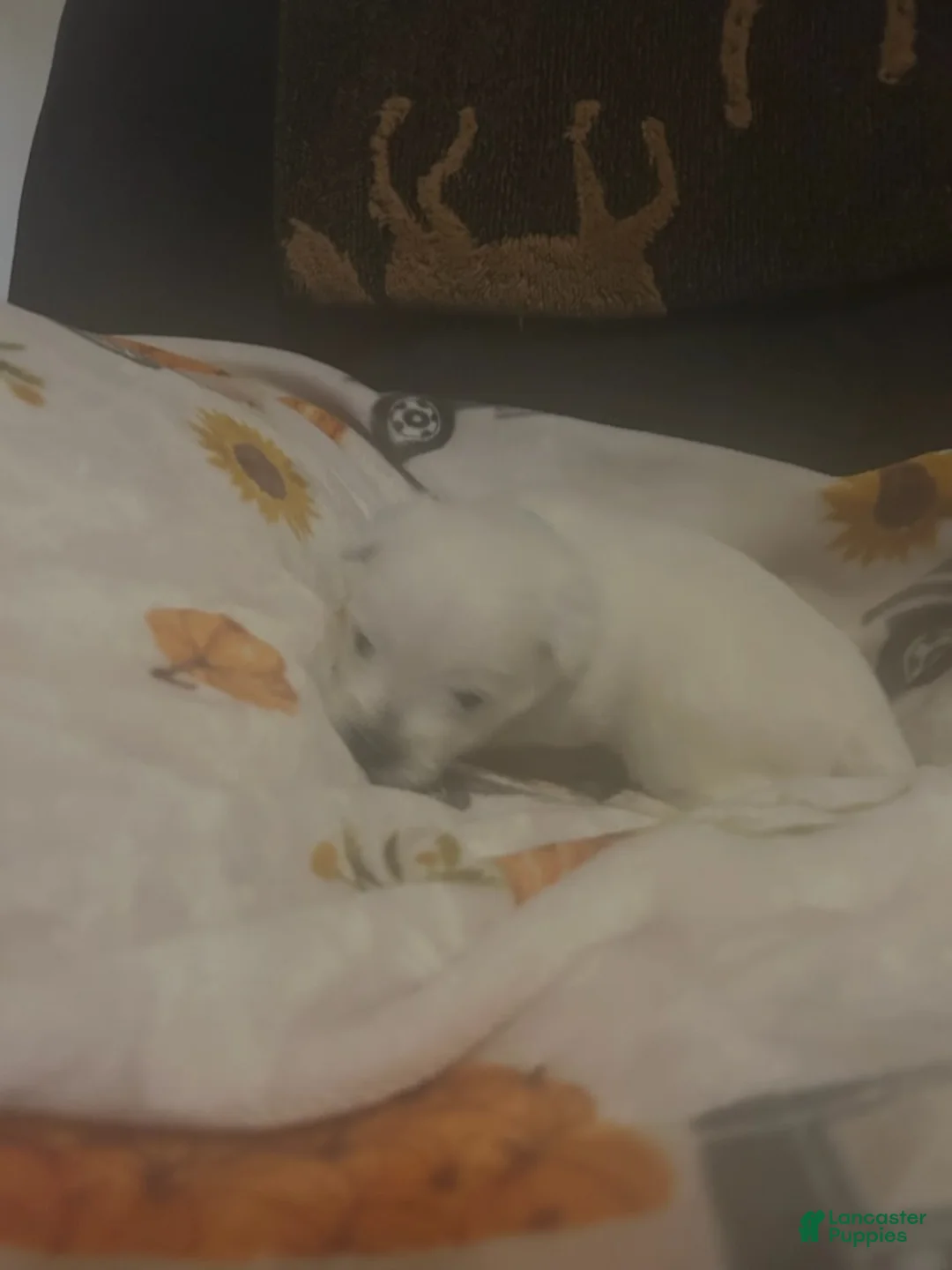 West Highland Terrier dogs for sale: Lucy - Ad 1