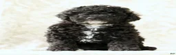 Miniature Poodle dogs for sale: Flower - Ad 2