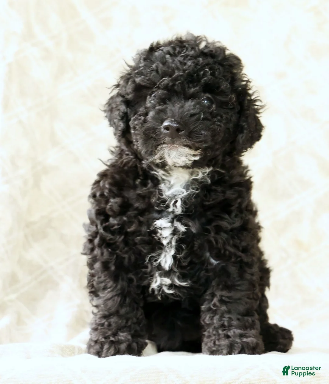 Miniature Poodle dogs for sale: Flower - Ad 2