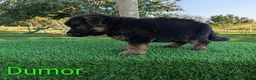 German Shepherd dogs for sale: Dumor - Ad 4