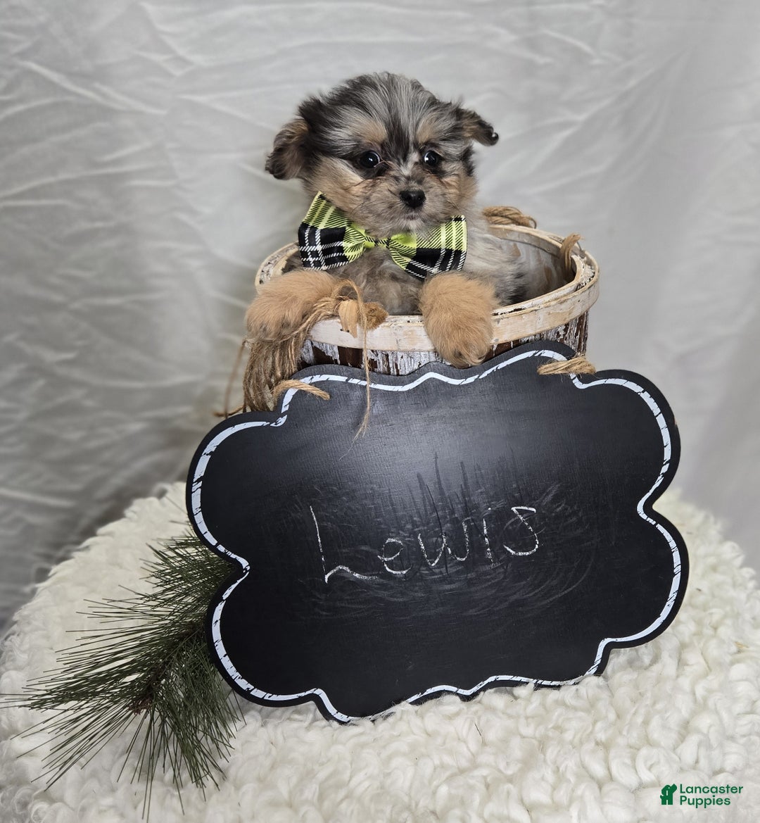 Pomapoo dogs for sale: Lewis - Ad 5