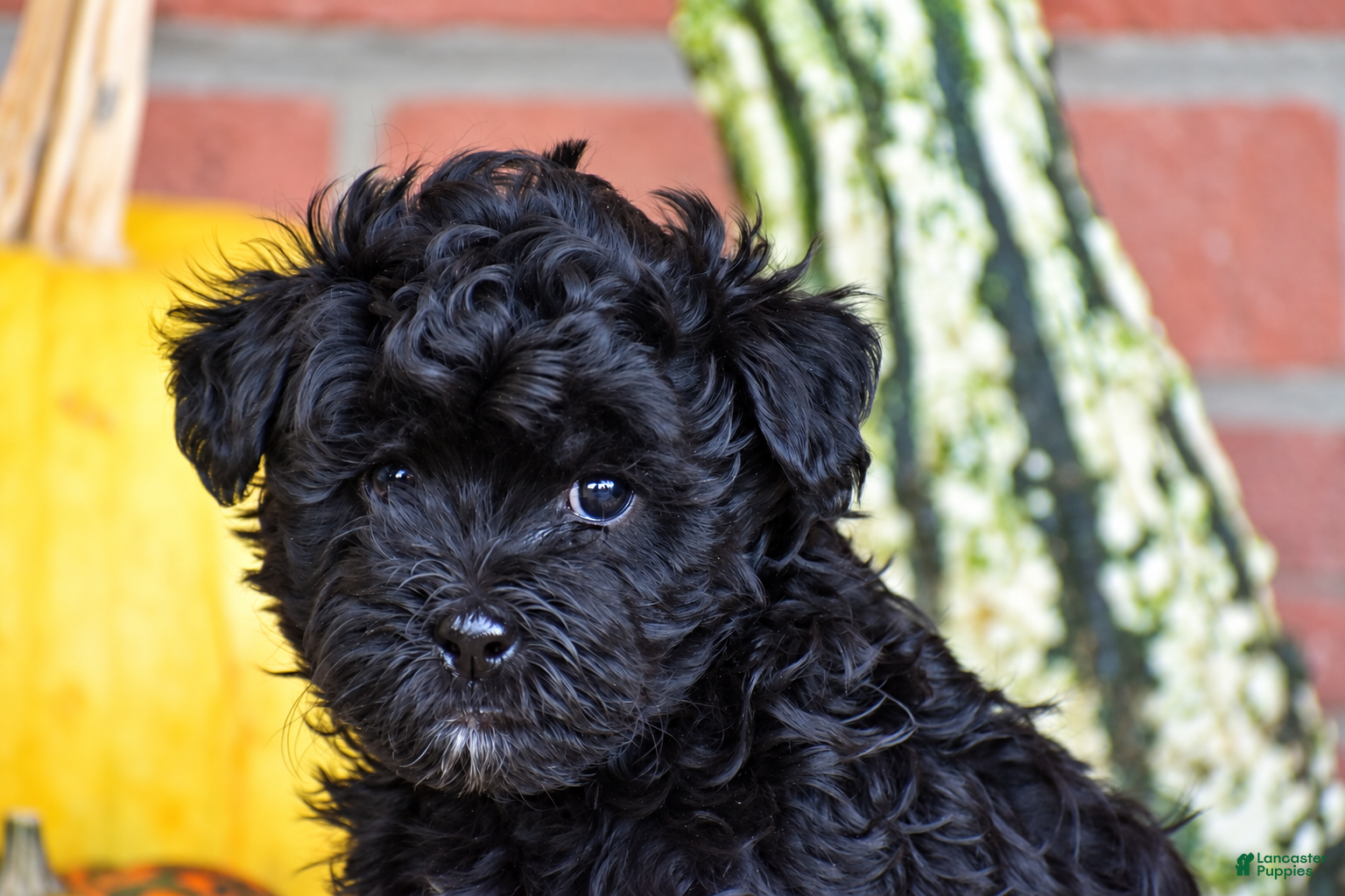 Havapoo dogs for sale: Dylan - Ad 2