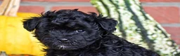 Havapoo dogs for sale: Dylan - Ad 2