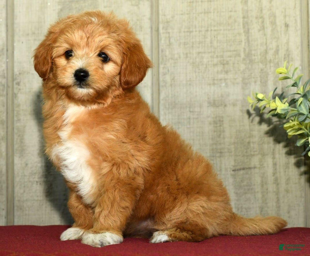 Mini Goldendoodle dogs for sale: Lindsey - Ad 8