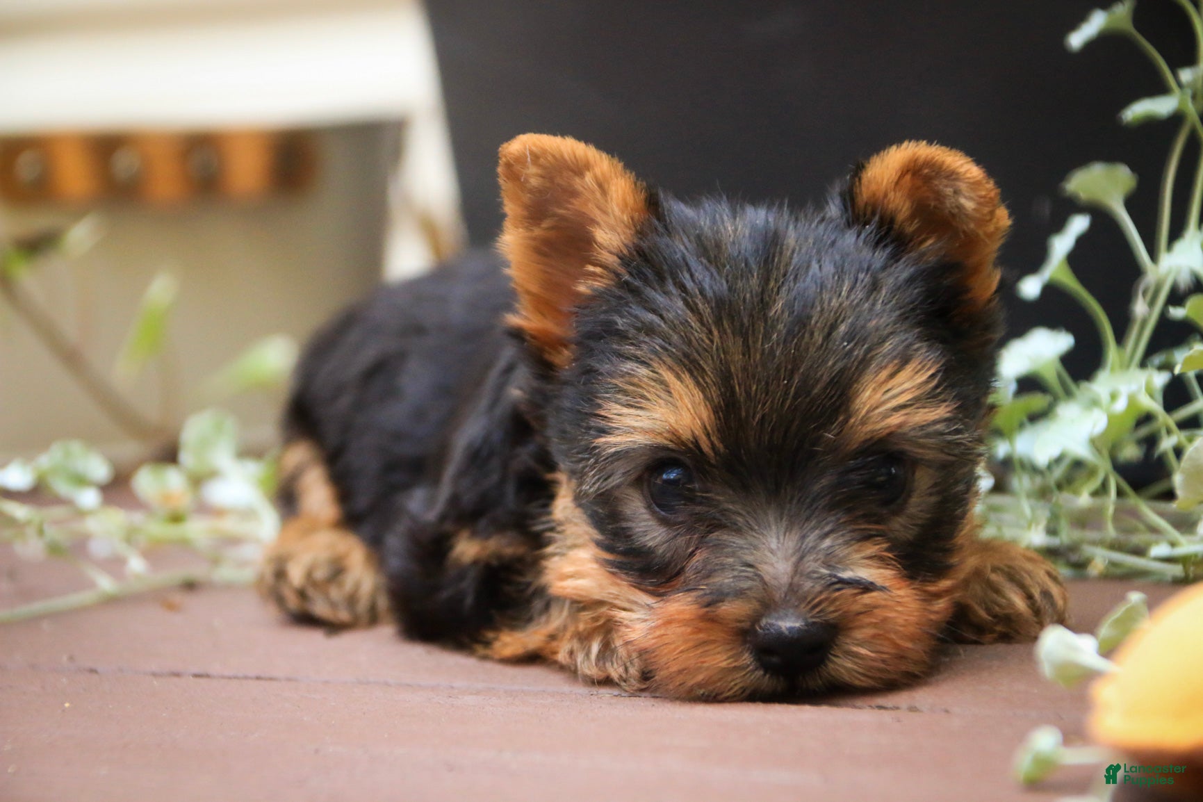 Yorkshire Terrier dogs Damon Yorkshire Terrier  - Ad 32