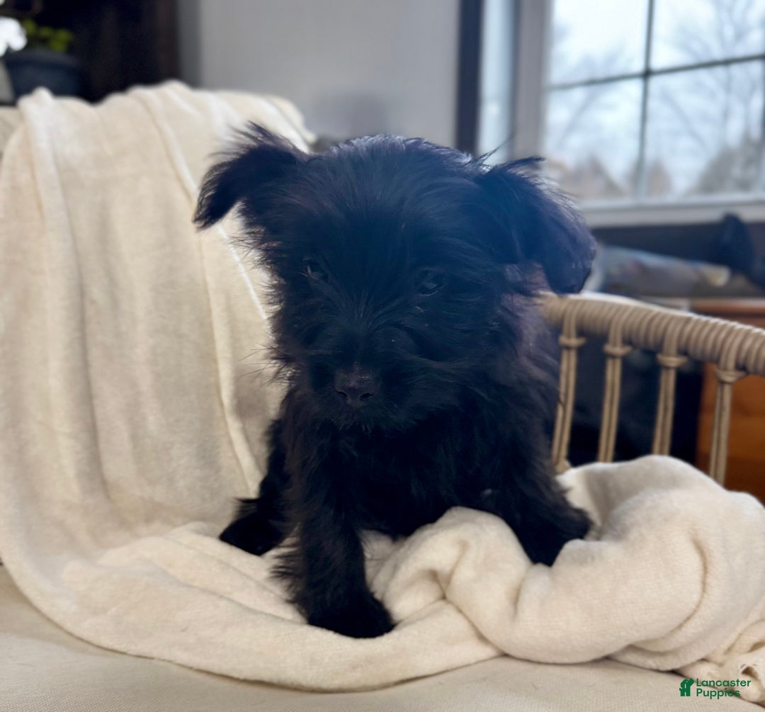 Yorkiepoo dogs for sale: Dakota - Ad 13