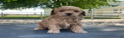Miniature Poodle dogs for sale: Aaron Miniature Poodle Puppy  - Ad 6