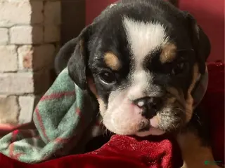 English Bulldog dogs Olaf - Ad 6