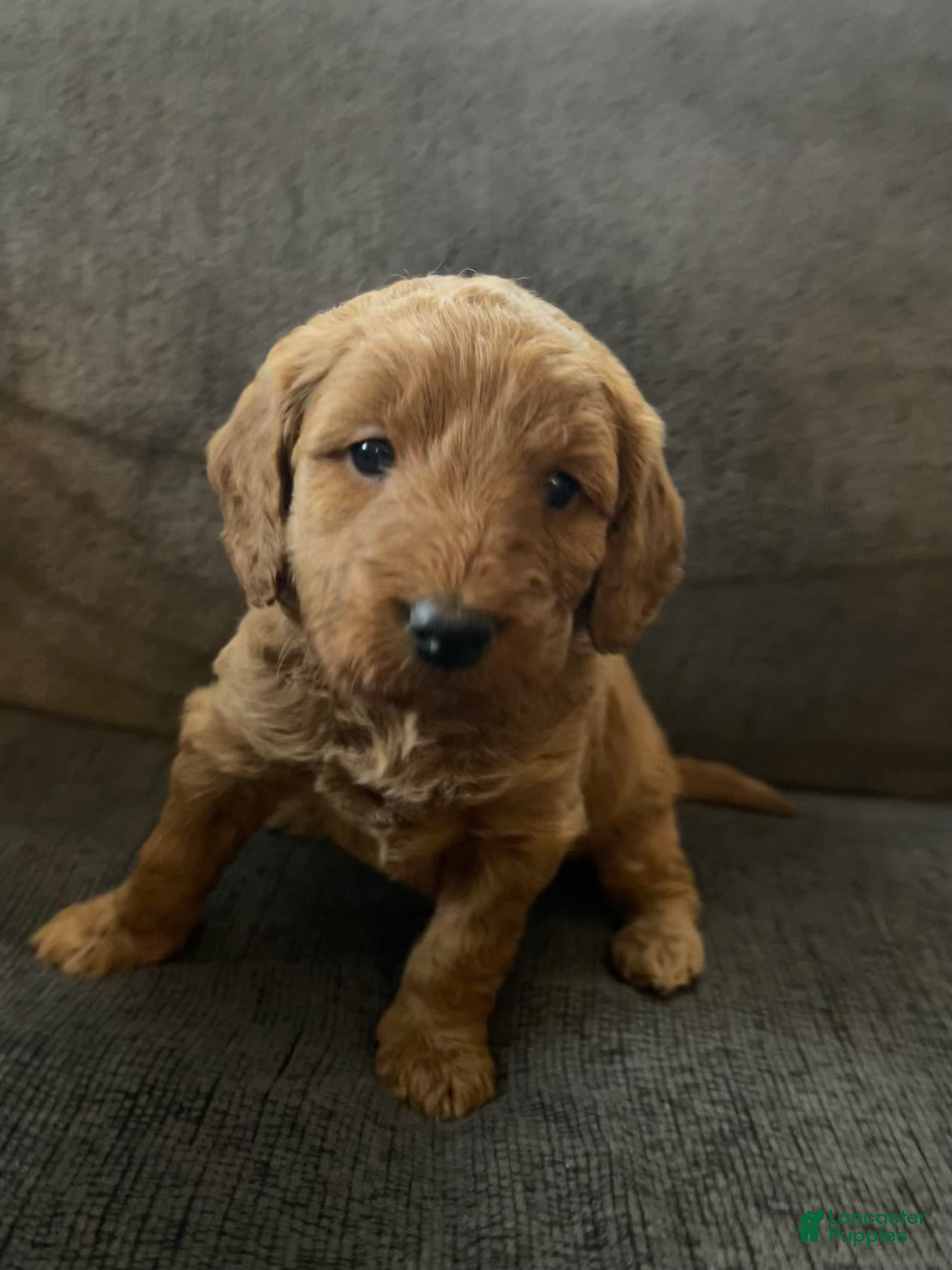 Mini Goldendoodle dogs Ana  - Ad 12