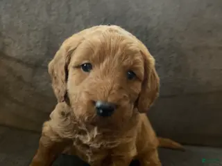 Mini Goldendoodle dogs Ana - Ad 12