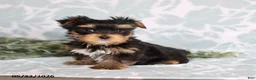 Yorkshire Terrier dogs for sale: Marci - Ad 3