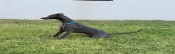 Italian Greyhound dogs for sale: Ace - Ad 10