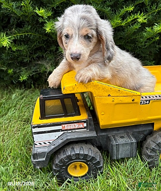 Dachshund dogs Jasper - Ad 2