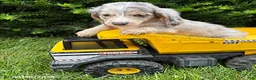 Dachshund dogs for sale: Jasper - Ad 2
