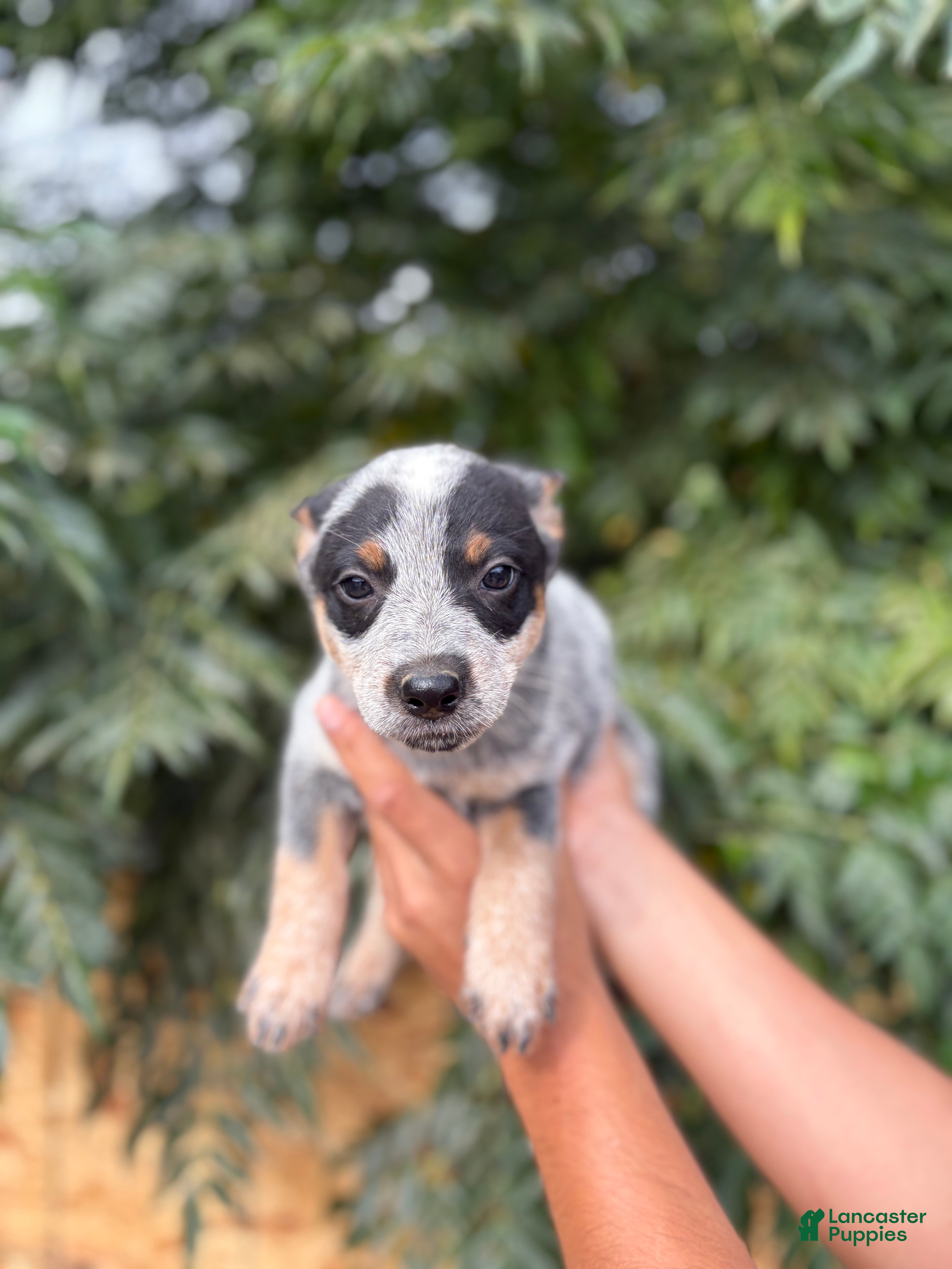 Australian Cattle Dog dogs Australian Cattle Dog 3 - Ad 7