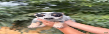 Australian Cattle Dog 3