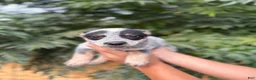 Australian Cattle Dog dogs for sale: Australian Cattle Dog 3 - Ad 1