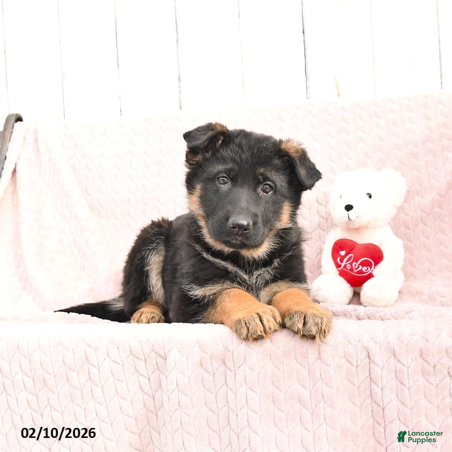 German Shepherd dogs Sienna - Ad 28