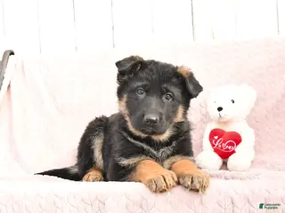 German Shepherd dogs Sienna - Ad 28