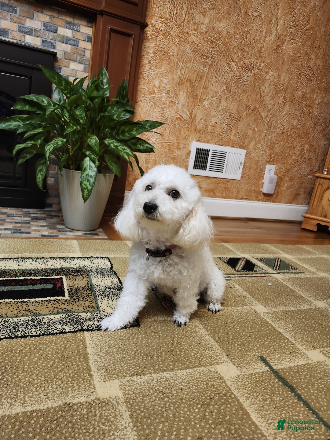 Maltipoo dogs for sale: Maltipoo Puppy 4 - Ad 2