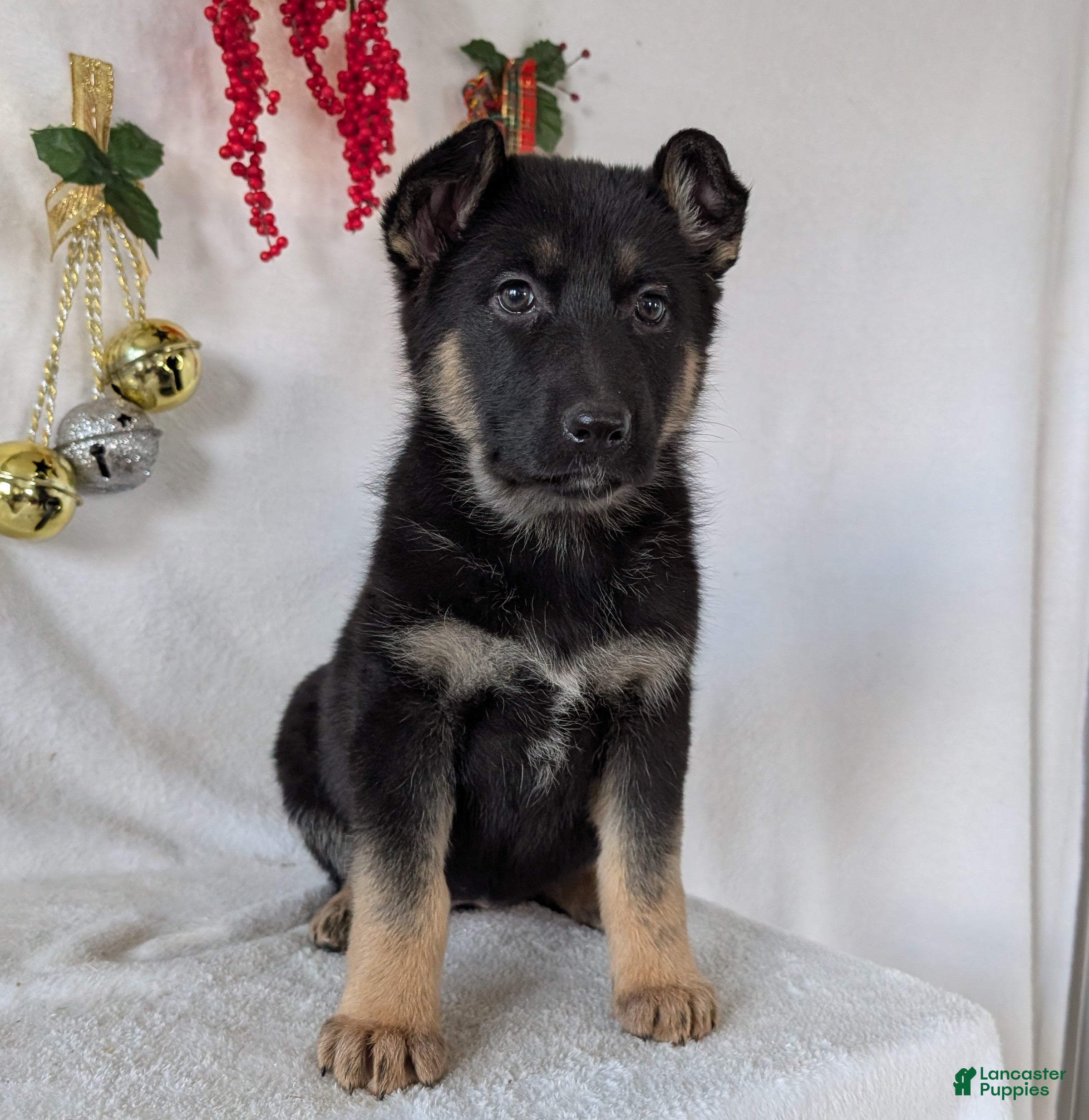 German Shepherd dogs Gail  - Ad 14