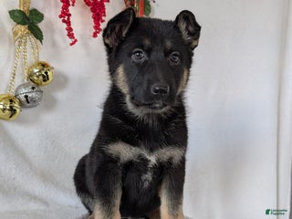 German Shepherd dogs Gail - Ad 14