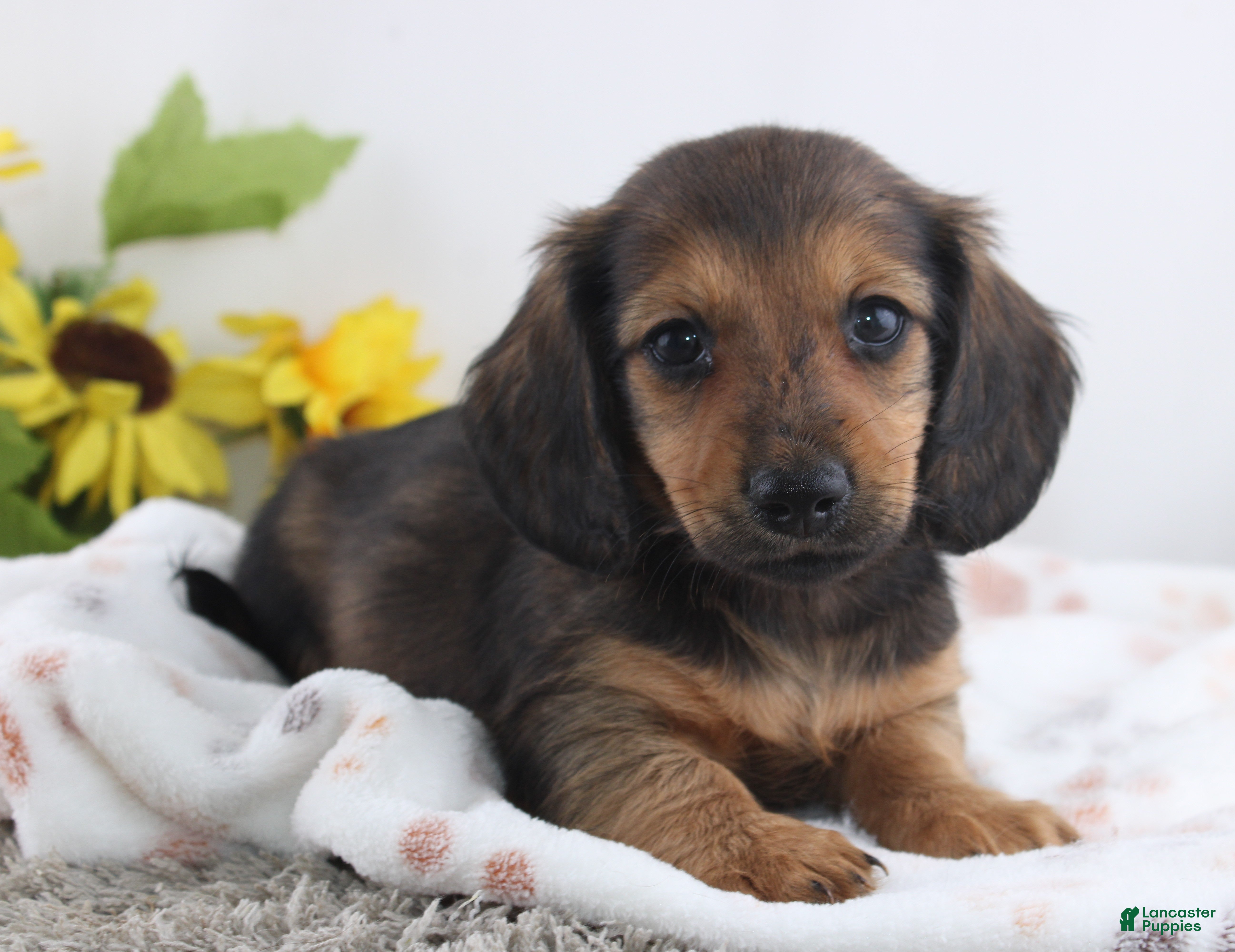 Miniature Dachshund dogs Olin - Ad 1