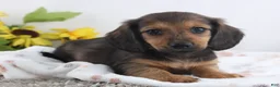 Miniature Dachshund dogs for sale: Olin - Ad 1