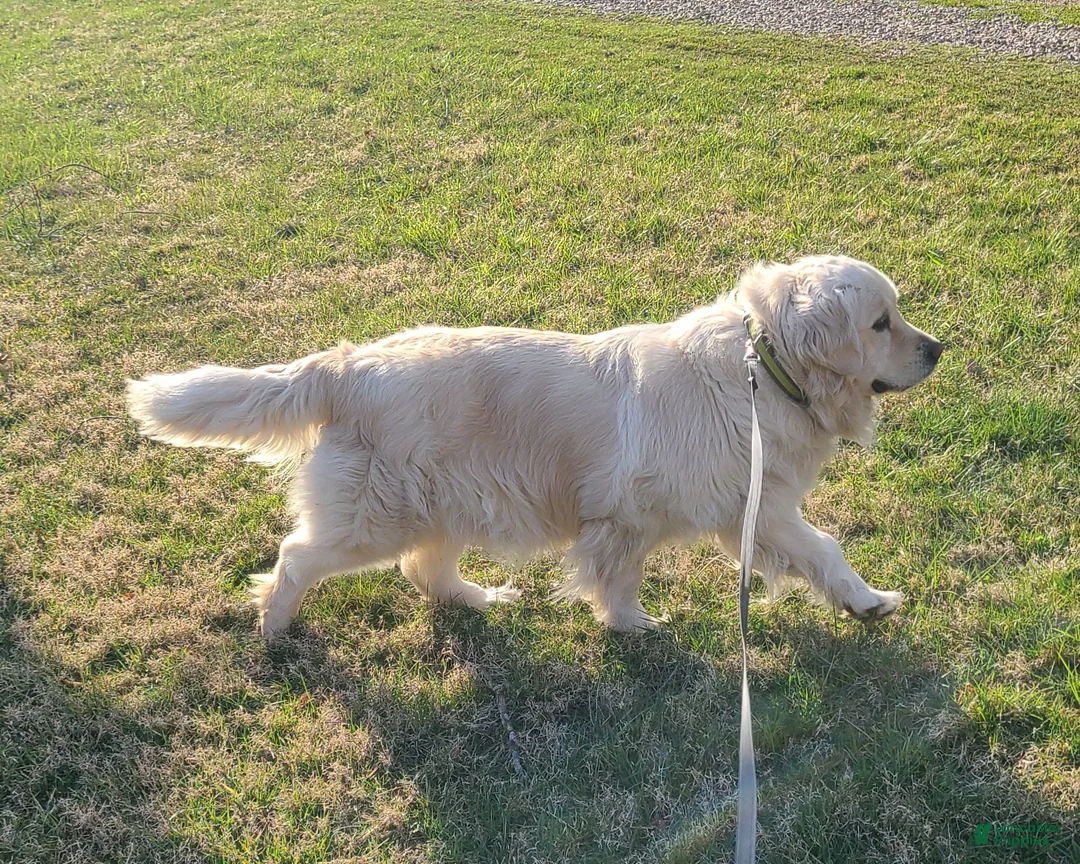 Golden Retriever dogs for sale: Rocky - Ad 3