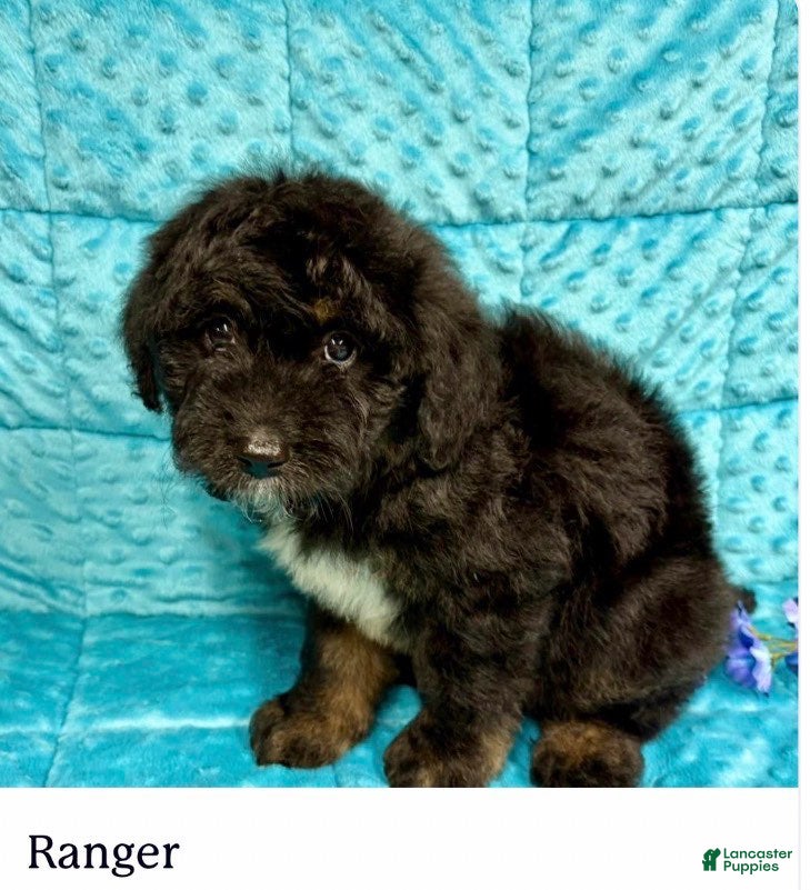 Mini Aussiedoodle dogs Ranger - Ad 37
