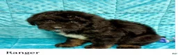 Mini Aussiedoodle dogs for sale: Ranger - Ad 1