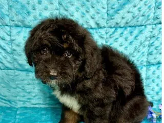 Mini Aussiedoodle dogs Ranger - Ad 37