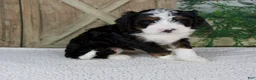 Mini Bernedoodle dogs for sale: Triston - Ad 5