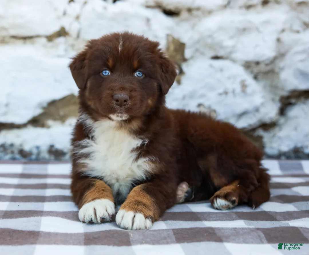 Australian Shepherd dogs for sale: Murphy - Ad 1