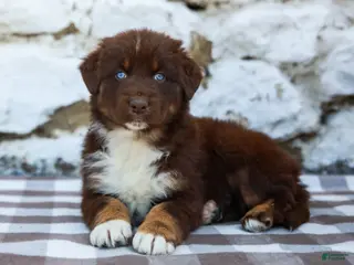 Australian Shepherd dogs for sale: Murphy - Ad 3