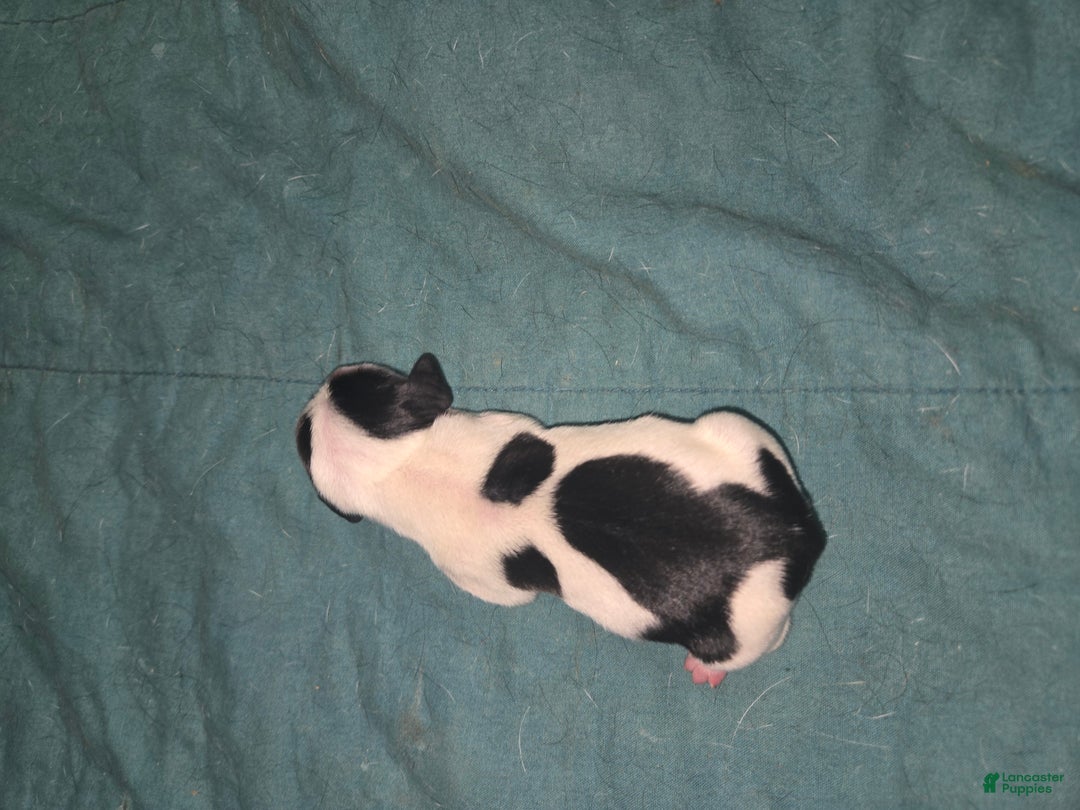 Dachshund dogs for sale: Dachshund Puppy 4 - Ad 1