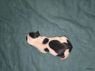 Dachshund dogs Dachshund Puppy 4 - Ad 2