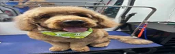 Goldendoodle dogs for stud: Noah  - Ad 4