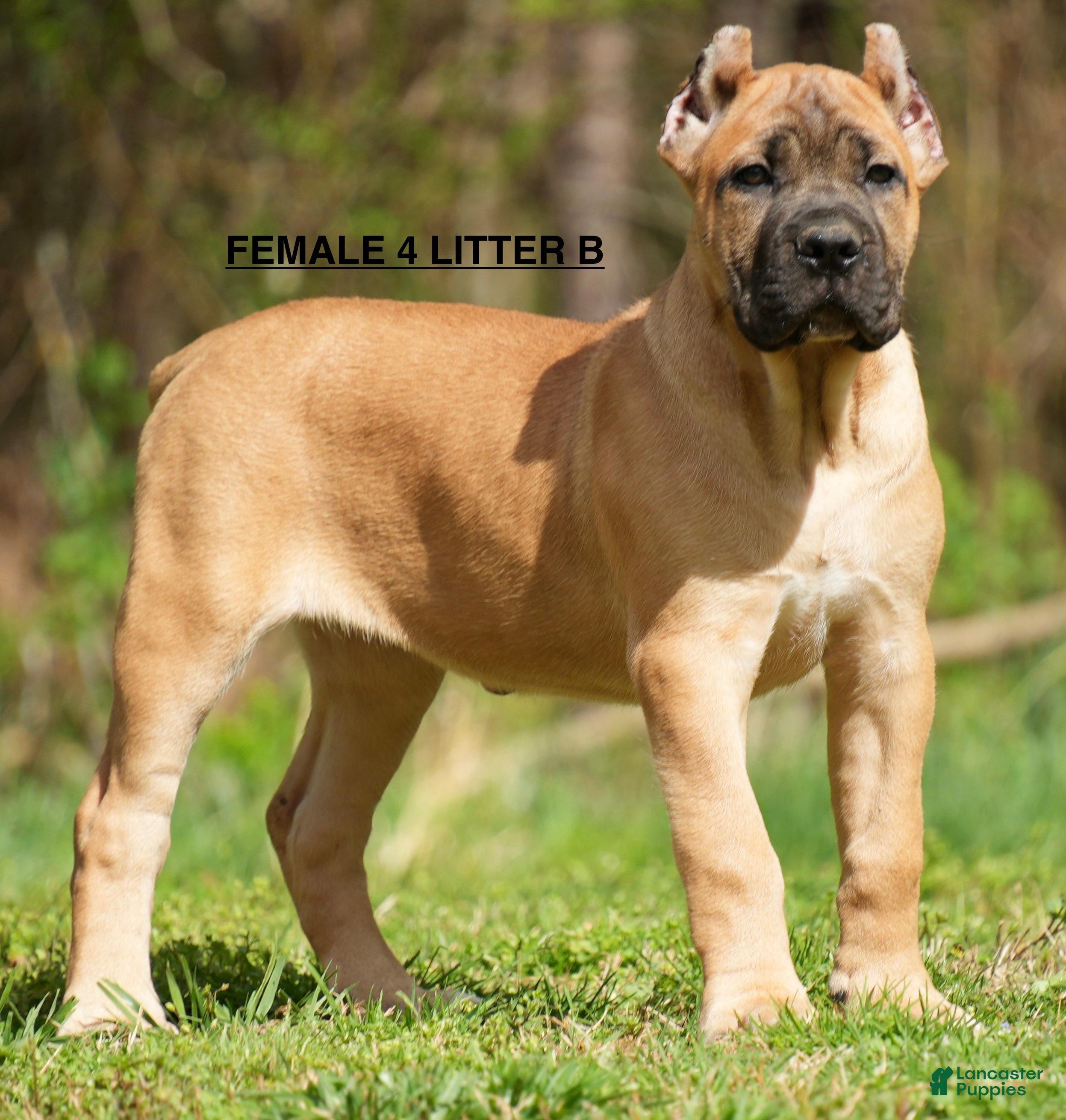 Cane Corso dogs Female 4 Litter B - Ad 32
