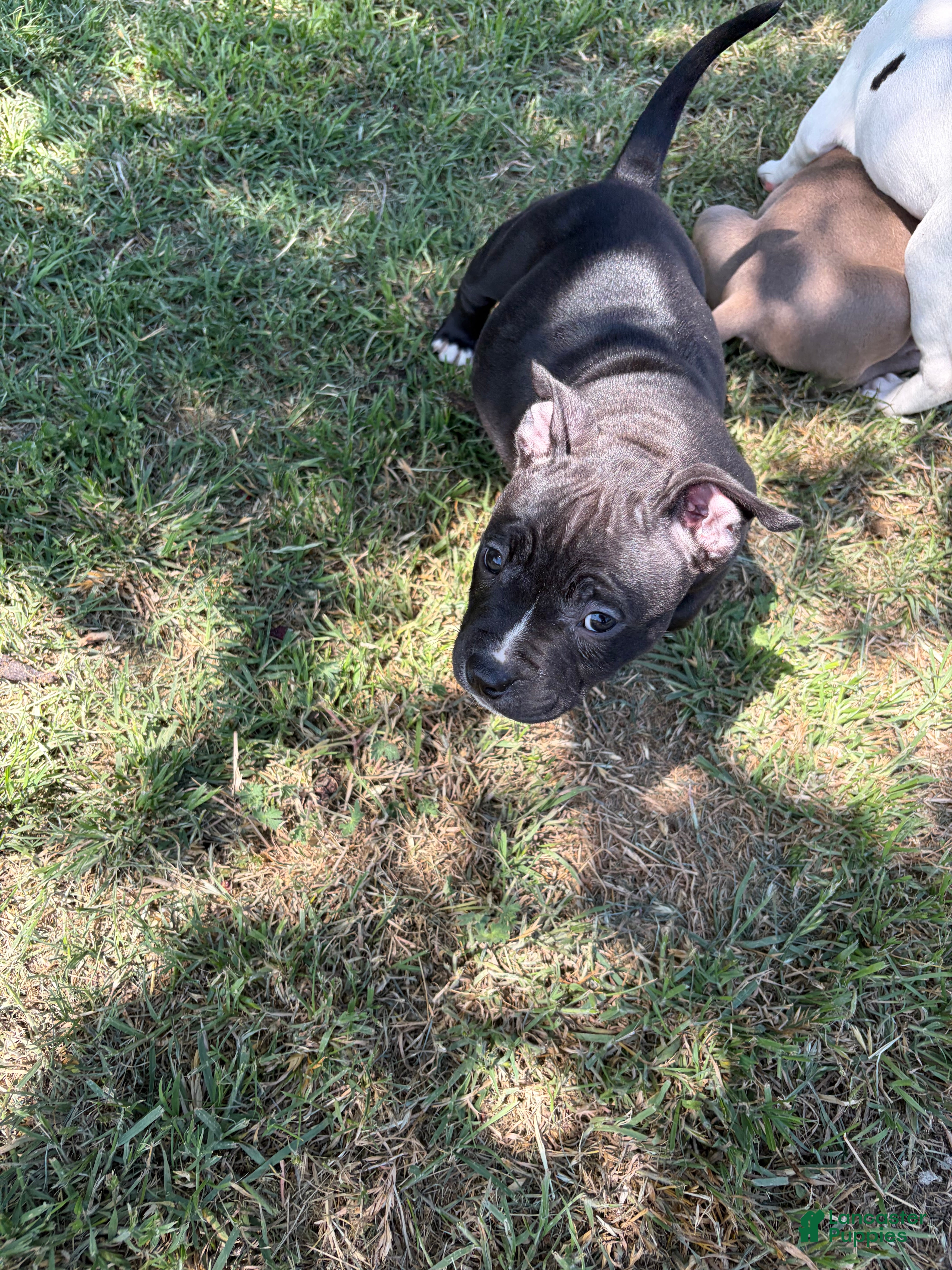 American Bully dogs American Bully Puppy 6 - Ad 5