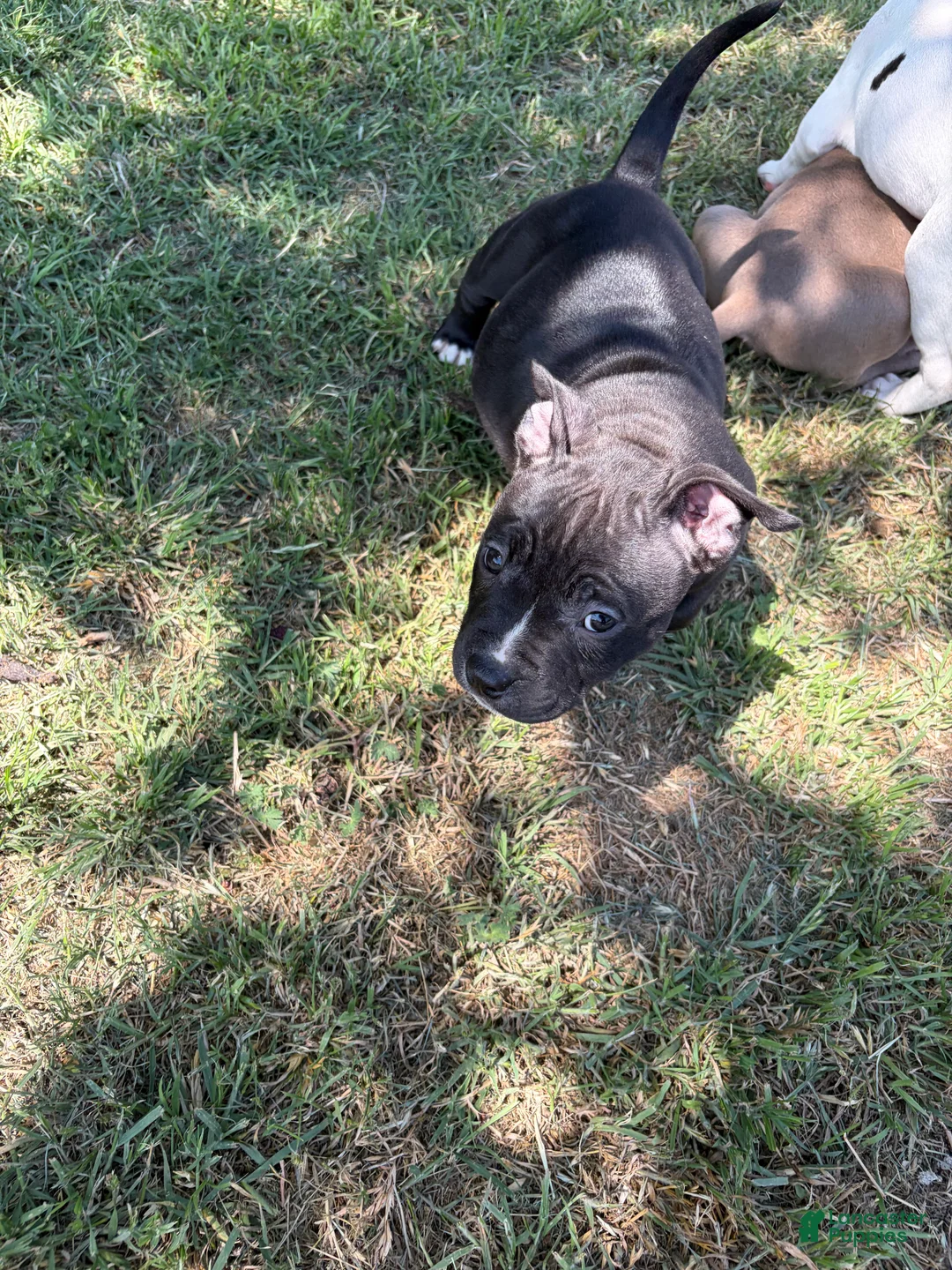 American Bully dogs for sale: American Bully Puppy 6 - Ad 1