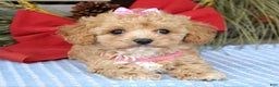 Maltipoo dogs for sale: Riley - Ad 4